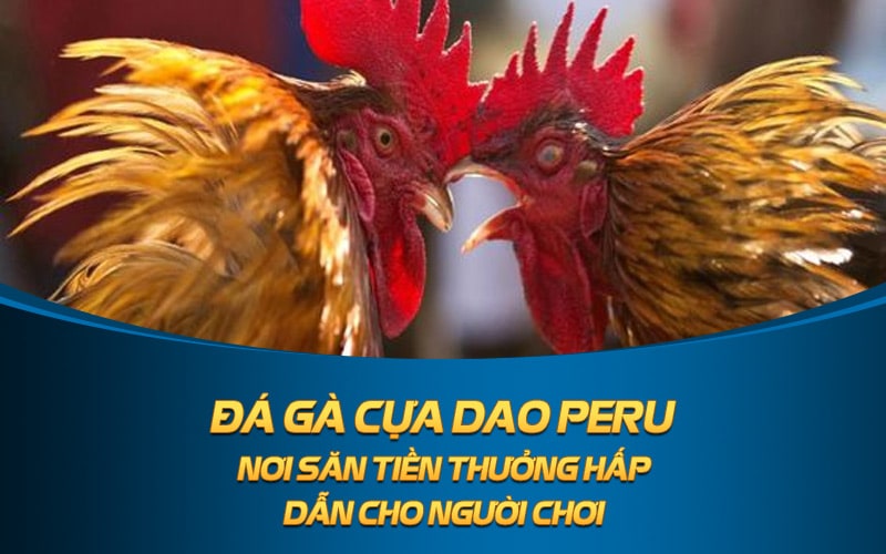 Đá Gà Cựa Dao Peru Nơi Săn Tiền Thưởng Hấp Dẫn Cho Người Chơi