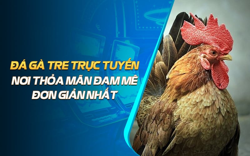 Đá Gà Tre Trực Tuyến Nơi Thỏa Mãn Đam Mê Đơn Giản Nhất