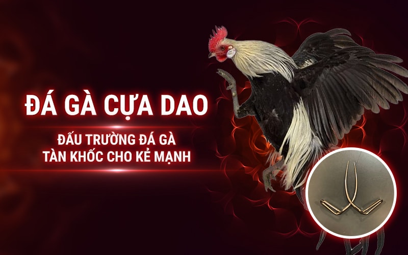 Đá Gà Cựa Dao – Đấu Trường Đá Gà Tàn Khốc Cho Kẻ Mạnh