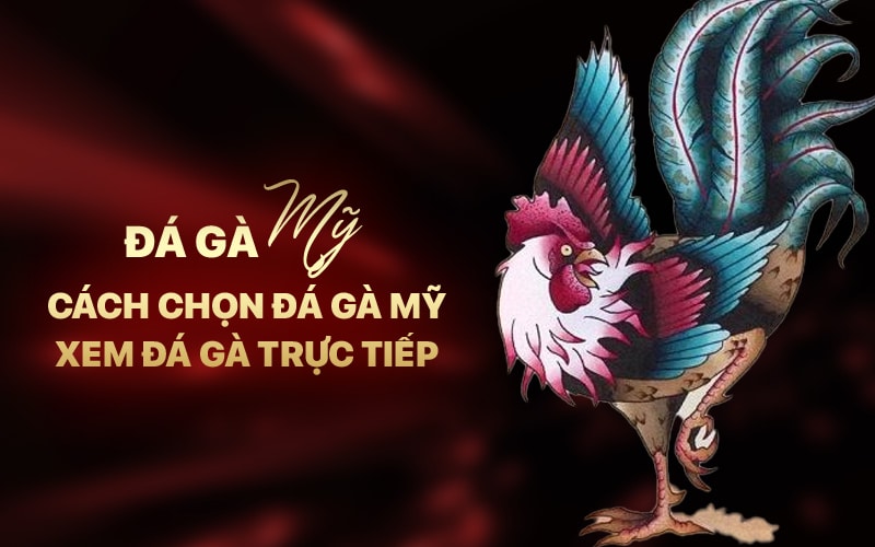 Đá Gà Mỹ – Cách Chọn Đá Gà Mỹ – Xem Đá Gà Trực Tiếp