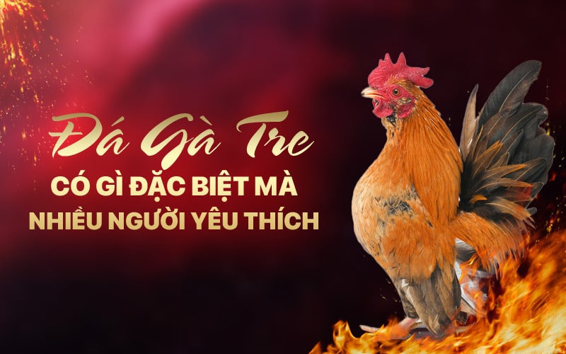 Đá Gà Tre Có Gì Đặc Biệt Mà Nhiều Người Yêu Thích