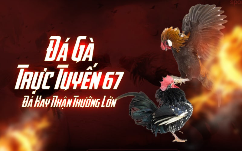 Da Ga Truc Tuyen 67 Da Hay Nhan Thuong Lon - Đá Gà Trực Tuyến 67- Đá Hay Nhận Thưởng Lớn