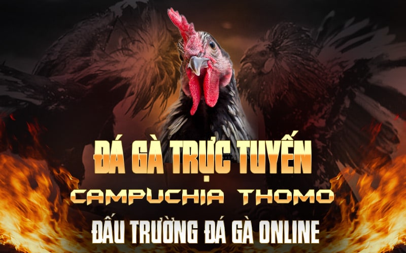 Đá Gà Trực Tuyến Campuchia Thomo – Đấu Trường Đá Gà Online