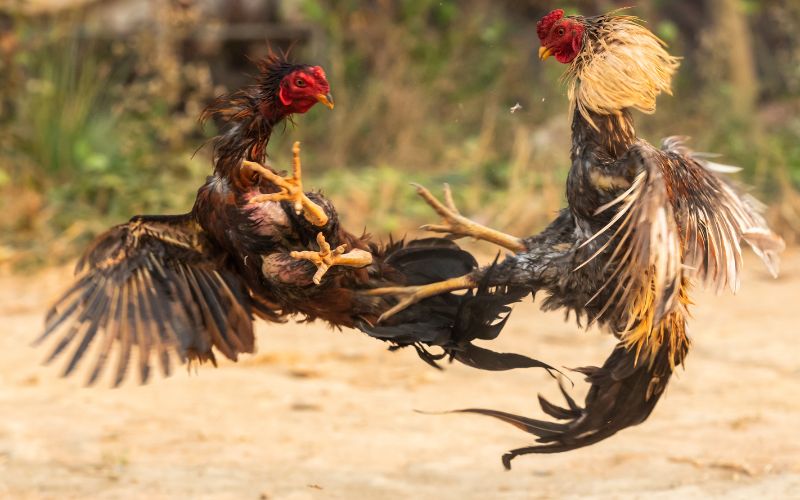 đá gà cựa sắt