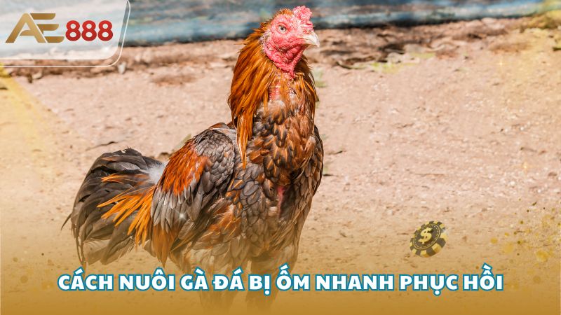 Cach nuoi ga da bi om 2 - Cách nuôi gà đá bị ốm nhanh phục hồi