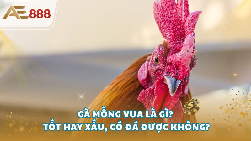 ga mong vua 1 - Gà mồng vua là gì? Tốt hay xấu, có đá được không?