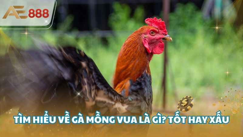 ga mong vua 2 - Gà mồng vua là gì? Tốt hay xấu, có đá được không?