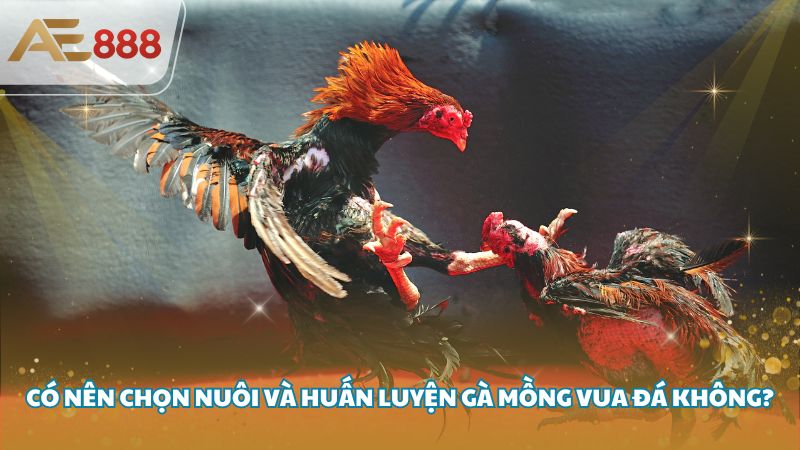 ga mong vua 4 - Gà mồng vua là gì? Tốt hay xấu, có đá được không?